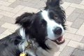 病院を頑張った犬に…の画像