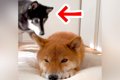転がる犬の側に、も…の画像