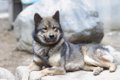川上犬｜犬種の特徴…の画像