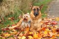 「犬から好かれる犬…の画像