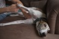 犬の『元気がない』…の画像