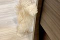 知人に犬を見せたら…の画像