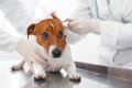 犬の外耳炎が治らな…の画像