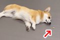 転がりながらオヤツ…の画像