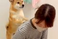 犬が『お風呂に入り…の画像