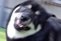 庭で全力疾走する『…の画像