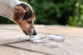犬は『氷』を食べて…の画像