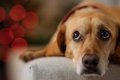 犬に精神的苦痛を与…の画像