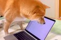 パソコンのカーソル…の画像