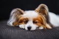 犬の睡眠時に起こり…の画像