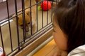 赤ちゃん犬を飼った…の画像