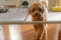 『犬のキッチン侵入…の画像