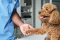 犬の『認知症』初期…の画像