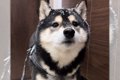 『長野犬民』は寒冬…の画像