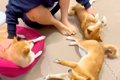 女の子が『3匹の犬』…の画像