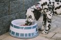 犬もプリン体を摂り…の画像