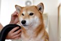 柴犬のカットは不要…の画像