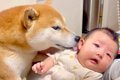 犬が『ぐずる赤ちゃ…の画像