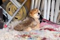 5年前に飼育放棄され…の画像