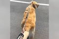 犬の散歩中『大好き…の画像