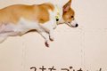 ご飯を食べない犬→心…の画像