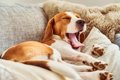 犬が睡眠中に『ピク…の画像