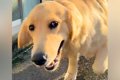 大型犬の呼吸が荒い…の画像