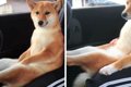 『犬っぽさ』を完全…の画像