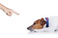 犬が『いじけている…の画像