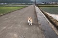 『エモすぎる犬散歩…の画像