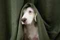 犬が飼い主のことを…の画像