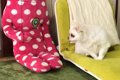 犬に『ぬいぐるみが…の画像