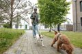 犬との散歩中『歩き…の画像