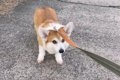 ニッコニコで拒否犬…の画像