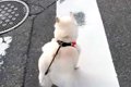 小型犬には強気な犬→…の画像