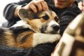 犬に負担がかからな…の画像