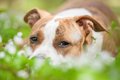 犬が地面に頭をこす…の画像