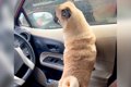 犬が『車に置いて行…の画像