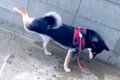 犬が『散歩の締め』…の画像