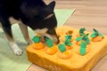 犬が『にんじんのお…の画像
