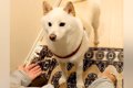 おばあちゃんの家か…の画像