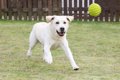 【神奈川県】愛犬も…の画像