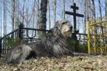 犬は『飼い主の死』…の画像