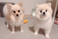 犬におやつを与える…の画像