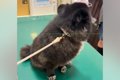 ウキウキで診察台に…の画像