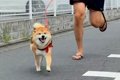 散歩中にママを発見…の画像