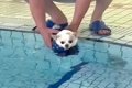犬にライフジャケッ…の画像