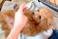 子犬を飼った結果→『…の画像