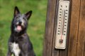 犬が『夏バテ』して…の画像