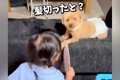 トリミング後の犬を…の画像